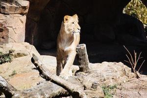 jonge leeuwin die over stenen loopt en naar de kijker kijkt. dierenfoto van een roofdier foto