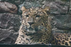 jaguar die achter gras ligt. gevlekte vacht. de grote kat is een roofdier. foto van een jager