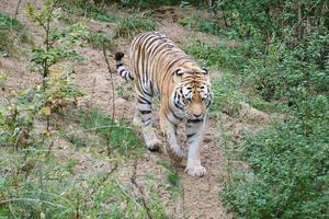 tijger tussen bomen en rots. gestreepte vacht van elegante roofdieren. grote kat uit Azië foto