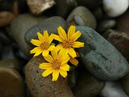 bloemen op zwarte kiezel achtergrond foto