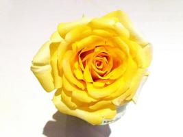 gele roos geïsoleerd op een witte achtergrond. mooie bloem foto