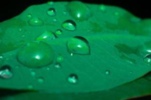 close-up macrofotografie waterdruppels na regen op groene bladachtergrond zoals vogel premium foto
