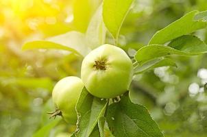 bij zonsondergang hangen twee groene appels aan de tak van de boom in de tuin. foto