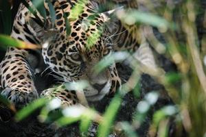 jaguar die achter gras ligt. gevlekte vacht, gecamoufleerd op de loer. de grote kat is een roofdier. foto