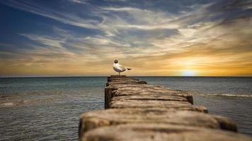 zeemeeuw op een podium in de zonsondergang. aan de Oostzee in zingst foto