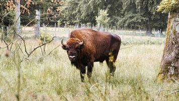 bizons bij de waterput die afkoelen. groot zoogdier in bruin met grote hoorns. foto