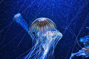 kwallen drijvend in aquarium geïsoleerd getoond. lange tentakels. zeedier. foto