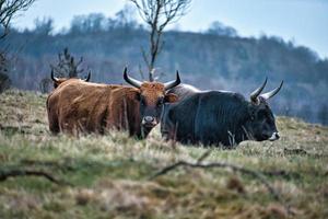 zwart-wit shot van hooglandvee op een weide. krachtige hoorns bruine vacht. foto