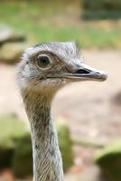 vogel struisvogel met grappige look. grote vogel uit afrika. lange nek en lange wimpers foto