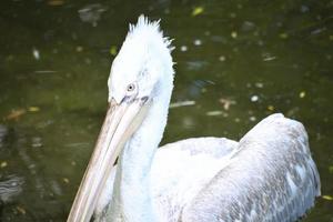 pelikaan die in water zwemt. wit verenkleed, grote snavel, in een grote zeevogel foto