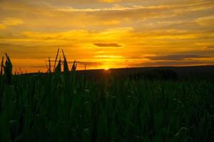 maïsveld bij zonsondergang. landschapsopname vanuit het Saarland. sterke gele, groene en oranje kleuren. foto