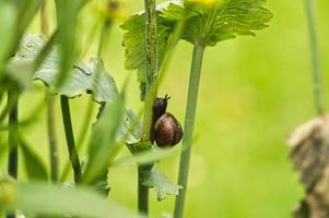 een slak die op een plant kruipt. rustig kruipt het naar voren foto