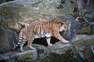 Siberische tijger. elegante grote kat. bedreigde roofdier. wit, zwart, oranje gestreept bont foto