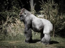 gorilla, zilveren rug. de plantenetende grote aap is indrukwekkend en sterk. foto