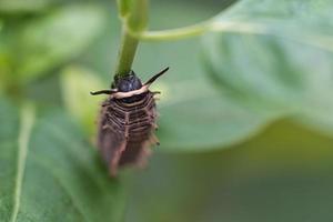 rups voeden met een blad. een enkel dier close-up foto