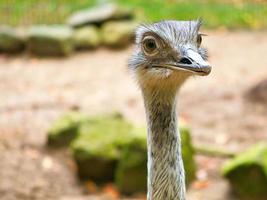 vogel struisvogel met grappige look. grote vogel uit afrika. lange nek en lange wimpers foto