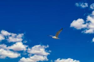 zeemeeuw vliegen in de lucht over de Oostzee in zingst. foto