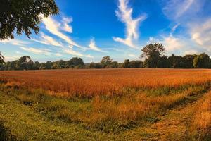 zweeds korenveld op het eiland oeland. foto