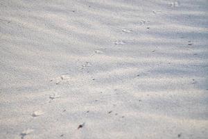 vogelspoor op het strand van de Oostzee. voetafdruk van vogels. dieren foto