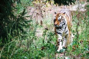 Siberische tijger. elegante grote kat. bedreigde roofdier. wit, zwart, oranje gestreept bont foto
