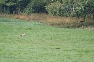 een vos in een weiland op zoek naar dekking in het kreupelhout. foto