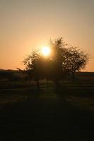 boom op een weiland waar de ondergaande zon dorstig doorheen schijnt foto