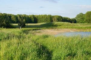 ooievaar die over een weide en een vijver vliegt. grote vogel die in het voorjaar naar duitsland komt foto