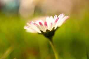 madeliefje met veel bokeh op een weide. helder onscherp op de bloem. foto