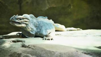 grote leguaan liggend op een steen. doornige kam en schilferige huid. dieren foto