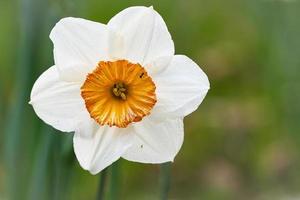 narcissen tijdens Pasen op een weide. gele witte bloemen schitteren tegen het groene gras. foto