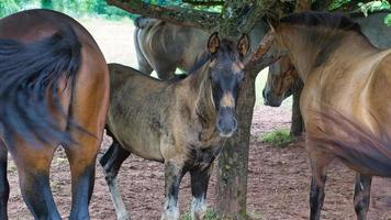 paarden gezien op een manier van een paardenfokkerij tijdens het wandelen op vakantie. een veulen foto