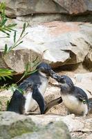 kussende pinguïn. zwart-witte vogels als koppel op het land. dierlijke foto close-up.