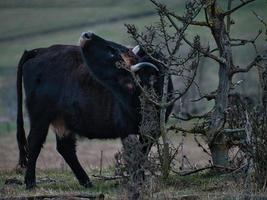 zwart-wit shot van hooglandvee op een weide. krachtige hoorns bruine vacht. foto