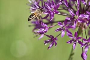 honingbij die tijdens de vlucht nectar verzamelt op een paarse bloem. bezig insect. dynamisch foto