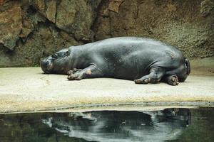 liggend nijlpaard met weerspiegeling in het water. het zoogdier slaapt. klein nijlpaard foto