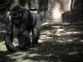 gorilla, zilveren rug. de plantenetende grote aap is indrukwekkend en sterk. foto