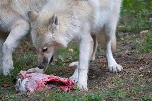 jonge witte wolf, opgenomen in het wolfspark werner freund tijdens het voeren foto