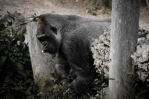 gorilla, zilveren rug. de plantenetende grote aap is indrukwekkend en sterk. foto