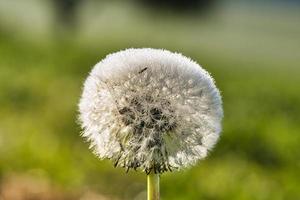 paardebloem met dauwdruppels op een groene weide foto