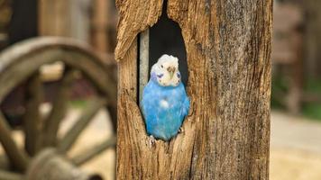 blauwe en witte wulk in een boomholte foto