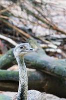 vogel struisvogel met grappige look. grote vogel uit afrika. lange nek en lange wimpers foto