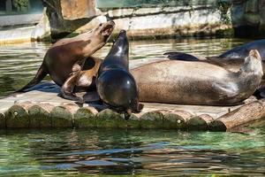 zeehond in de dierentuin van Berlijn foto