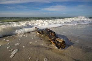 weststrand op het strand van de Oostzee. gedetailleerd en getextureerd stilleven. foto