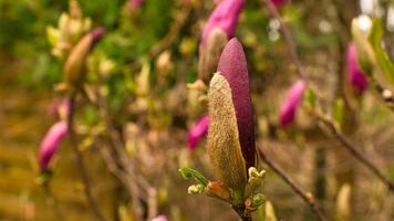 magnoliabomen zijn een ware pracht in het bloeiseizoen. een eye catcher natuur foto