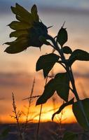 zonnebloem in zonnebloemveld bij zonsondergang foto