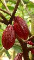 rode cacao pod op boom in het veld. cacao of theobroma cacao l. is een gecultiveerde boom in plantages afkomstig uit Zuid-Amerika, maar wordt nu gekweekt in verschillende tropische gebieden. java, Indonesië. foto