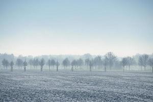 winterlandschap met bomen en veld in ijzig koude kersttijd. foto
