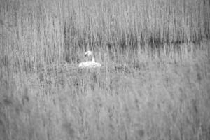 knobbelzwaan in zwart-wit, broedend op een nest in het riet op de darrs bij zingst. foto