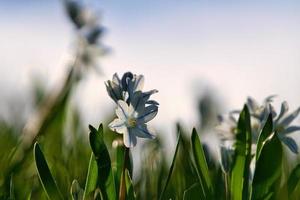 gewone sterhyacint zijn vroege bloeiers die de lente inluiden. bloeien in de paastijd. foto