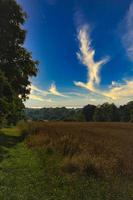 zweeds korenveld op het eiland oeland. foto